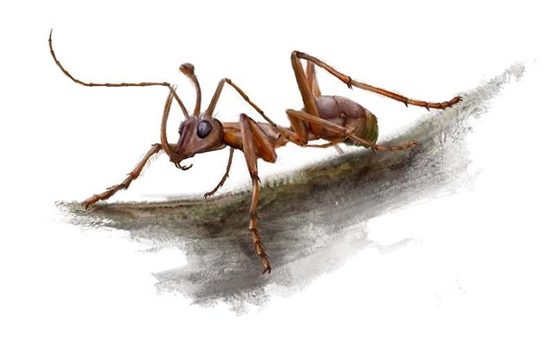 Illustration for article titled Esta hormiga vampiro usaba sus mandíbulas para empalar a sus presas en un cuerno de metal y beber su sangre